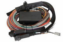 画像をギャラリービューアに読み込む, Haltech Elite 2500/2500 T Premium Universal Wire-In Harness - 5m (16ft)